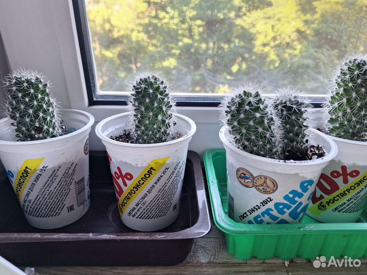 Кактус маммилярия