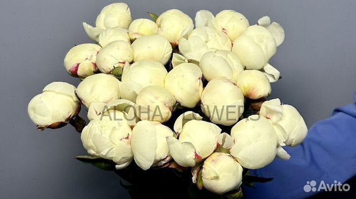 Пионы доставка цветов