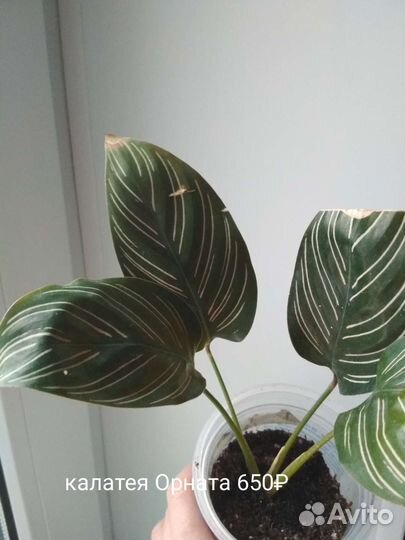 Калатея Си си