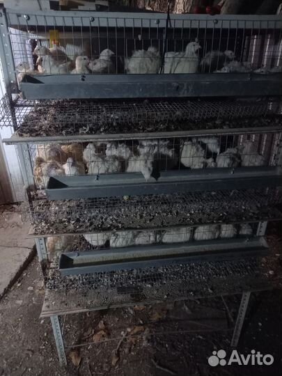 Продам перепёлок