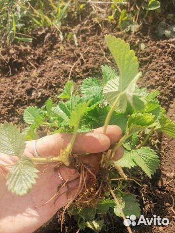 Саженцы клубники полка