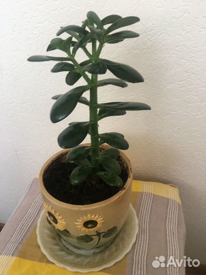 Домашние растения