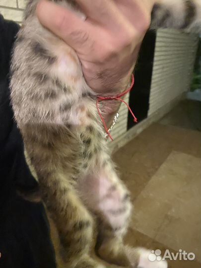 Котята ищут дом