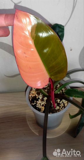 Филодендрон конго ред вариегатный