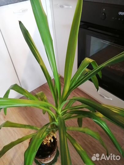 Комнатные цветы Юкка