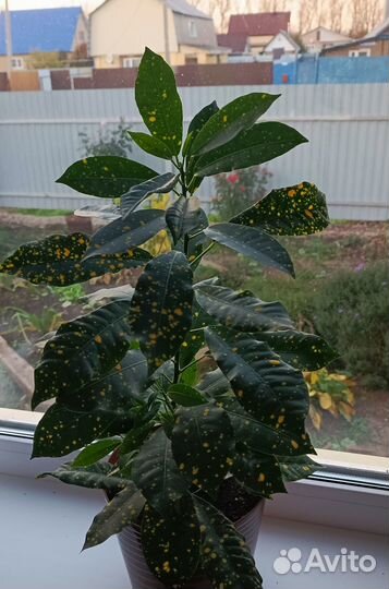 Комнатные цветы