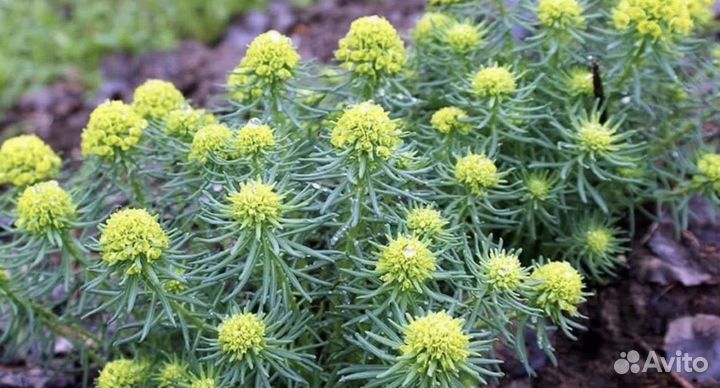 Многолетние садовые растения