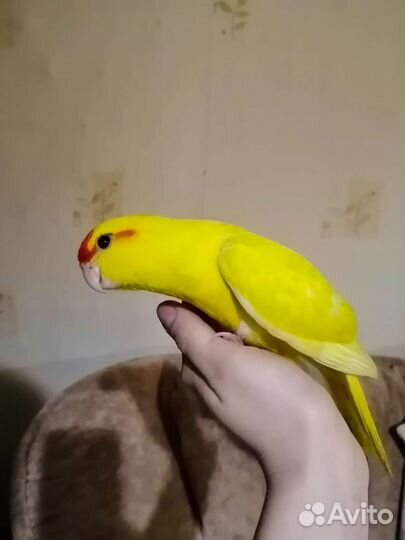 Попугай какарик, волнистые