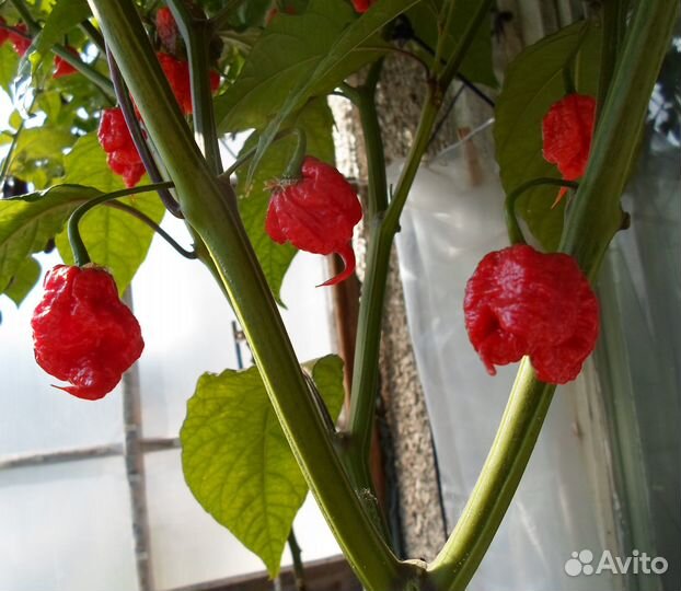 Carolina Reaper (Семена)