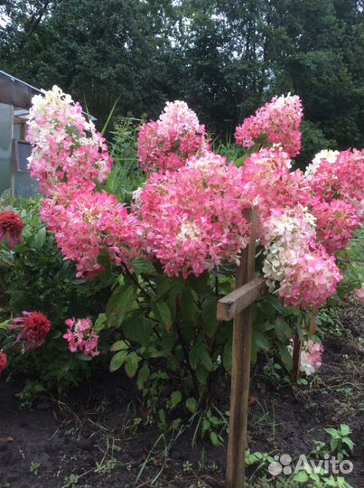 Многолетние кустарники