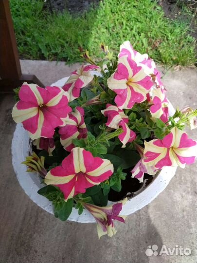 Уличный вазон из бетона с петуниями