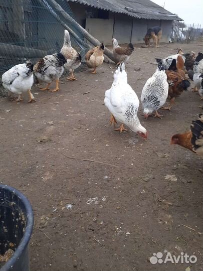 Курочки молодки