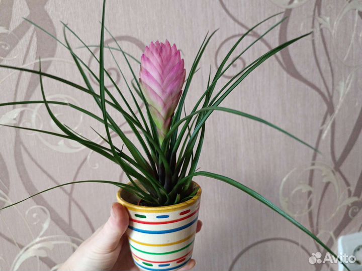 Тилландсия Anita