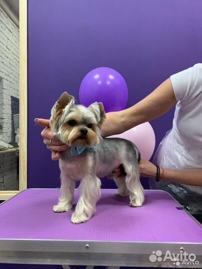 Груминг Йорк, шпиц, экспресс-линька, мальтипу