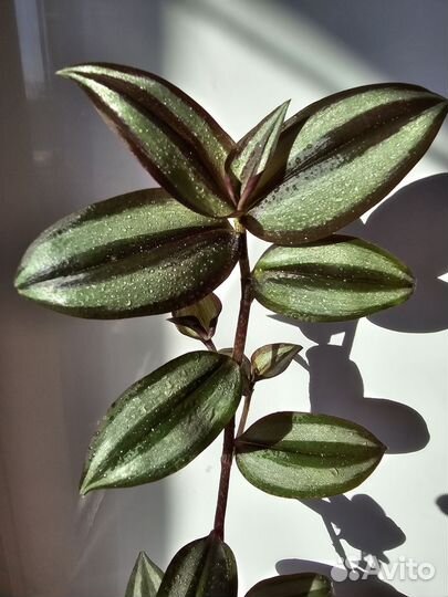 Традесканции