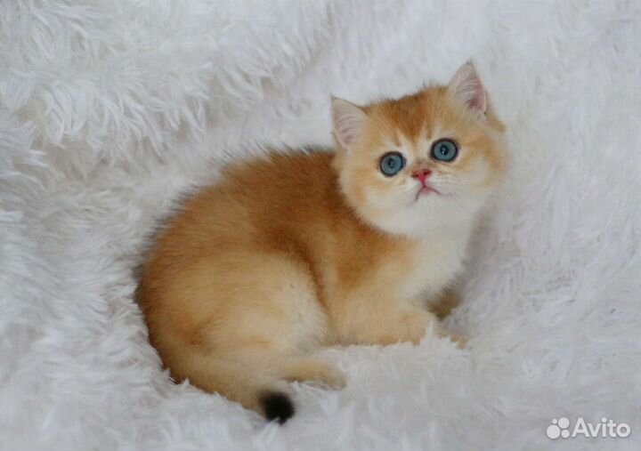 Золотые котята мальчики и девочки ny12, ny11