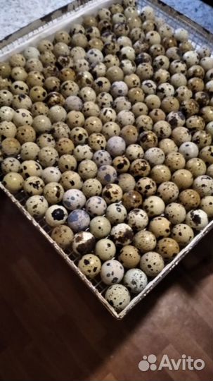 Перепела несушки, инкубационное яйцо