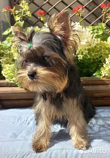 Мини-мальчик йорк