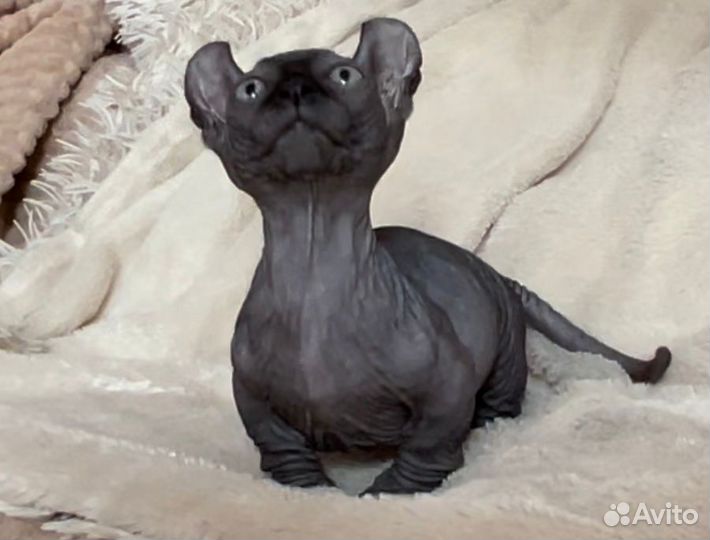 Сфинкс двэльф