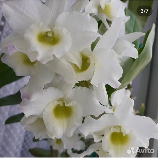 Орхидея дендробиум