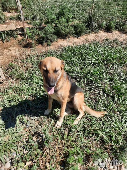 Овчарка полукровка