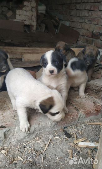 Щенки