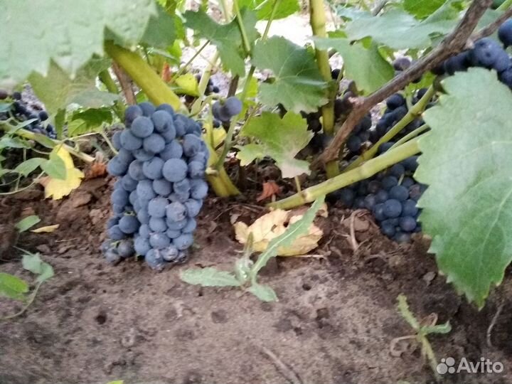 Вегетирующие саженцы винограда винных сортов