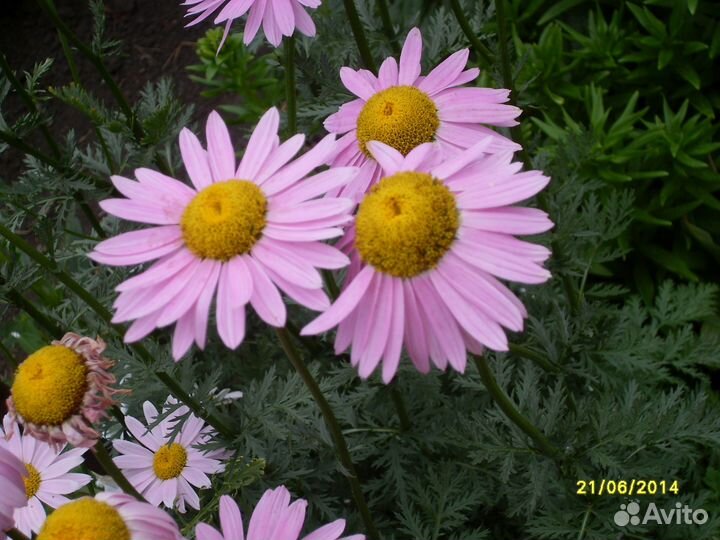 Многолетние цветы