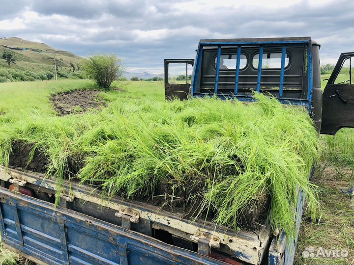 Газон (Полевой) морозоустойчивый