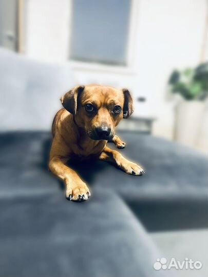 Передержка собак в домашних условиях