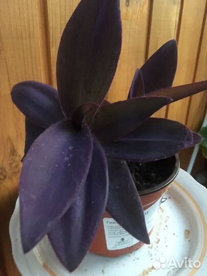 Традесканция, сансивьера