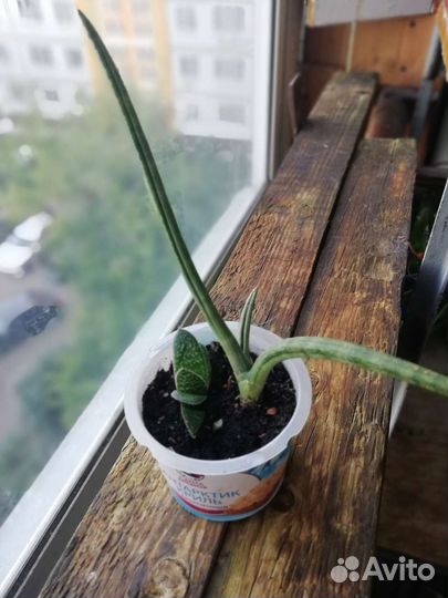 Суккуленты