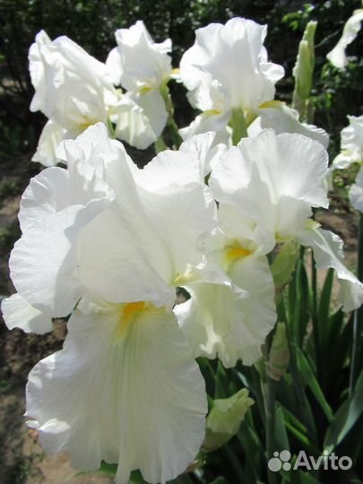 Многолетние цветы до и после цветения