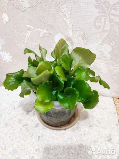 Фиалки, каланхое