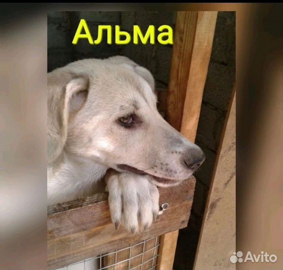 Собака из приюта