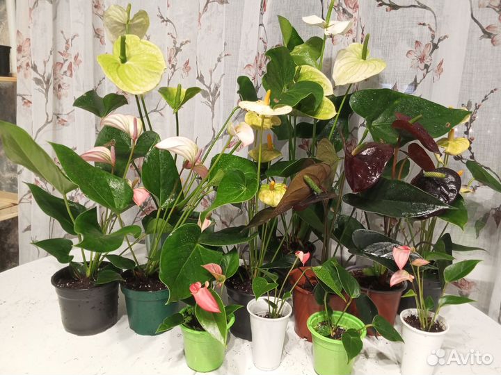 Антуриум микс, калатея микс