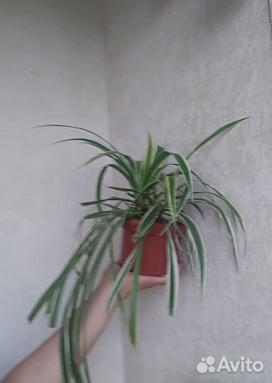 Хлорофитум