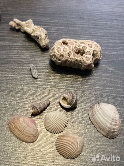 Кораллы для аквариума