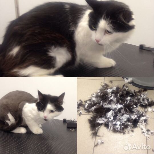 Стрижка собак и кошек. Выезд на дом