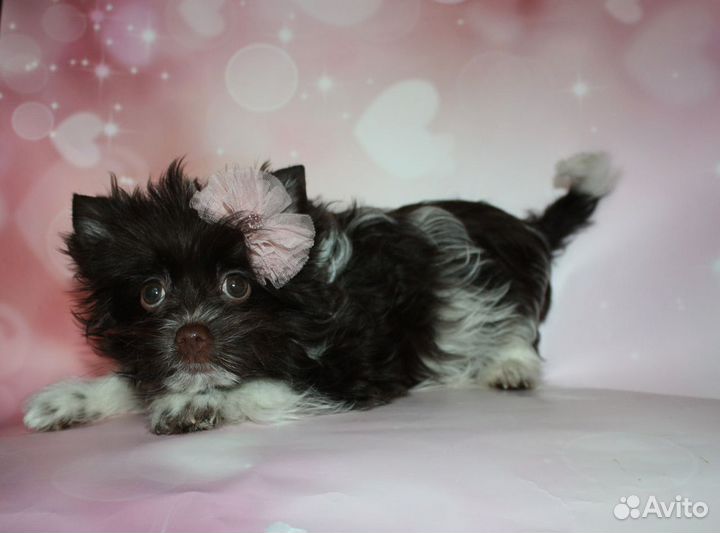 Цветной йорк Биро