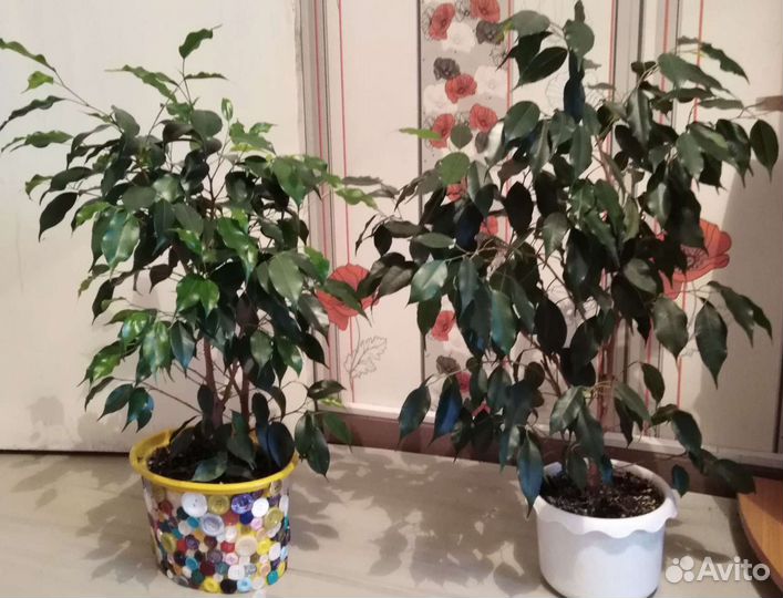 Бенджамина