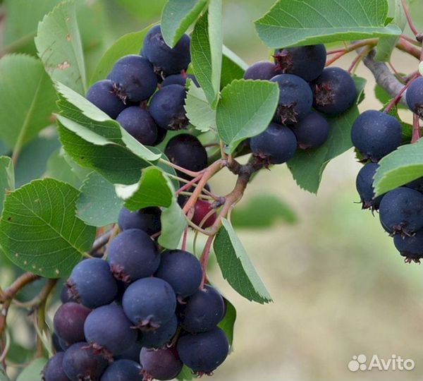 Саженцы Ирга Канадская (Б)