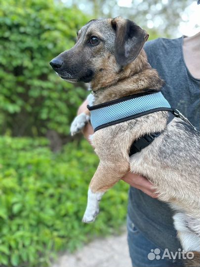 Маленькая собака мальчик