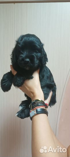 Кокер спаниель