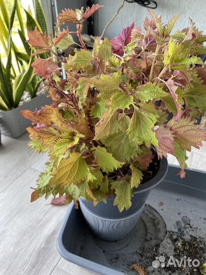 Черенки Колеуса Хенна