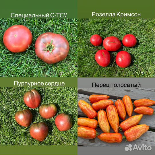 Гном томатный