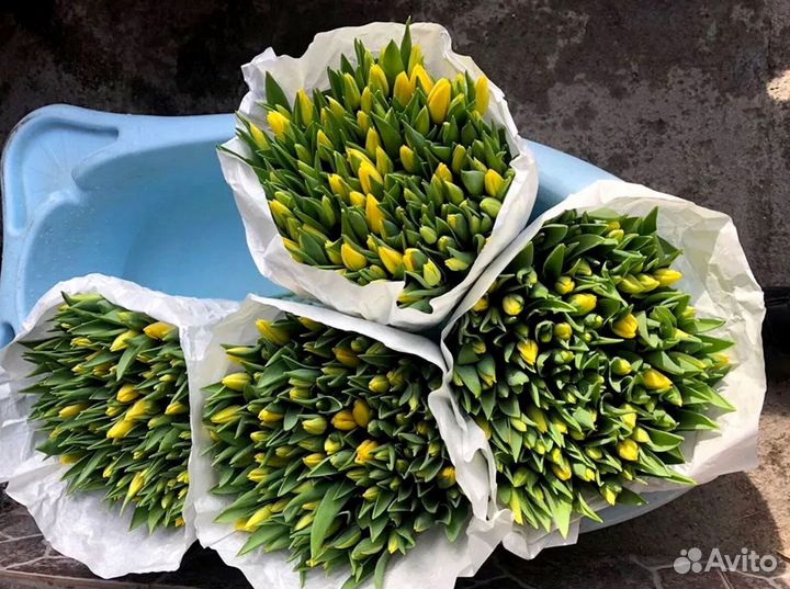 Тюльпаны оптом от производителя