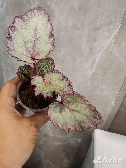 Бегония декоративно лиственная