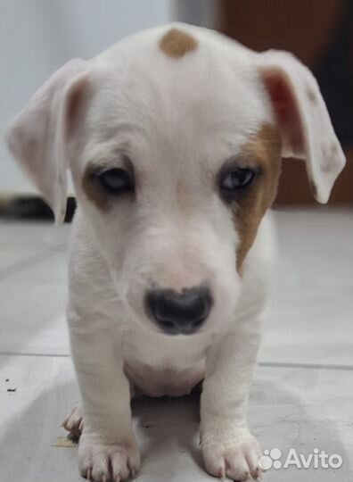 Щенки Джек Рассел терьера