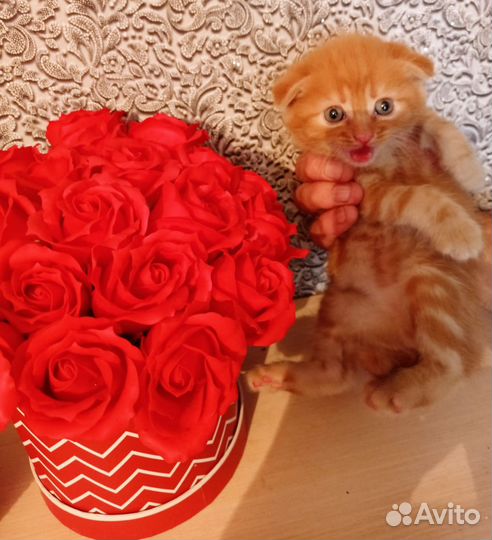 Котята даром